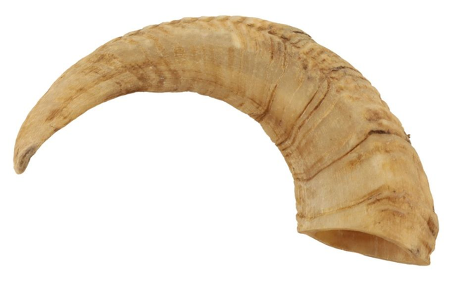 Corne de bélier - taille S