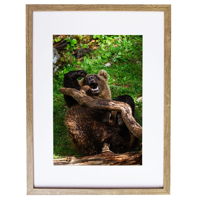 Ours &#039;Tanie&#039; qui joue - Faune