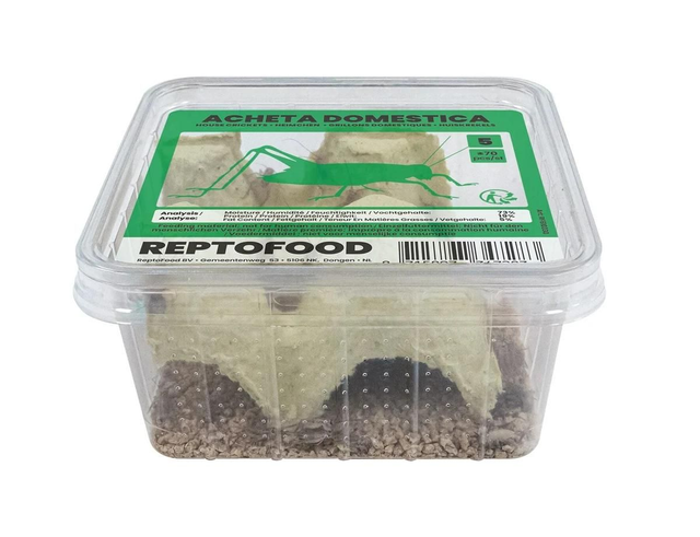 Repto house crickets 5