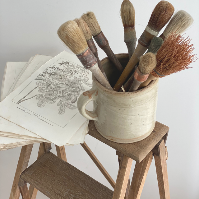 Planche botanique XXIV à XXVII, XXIX