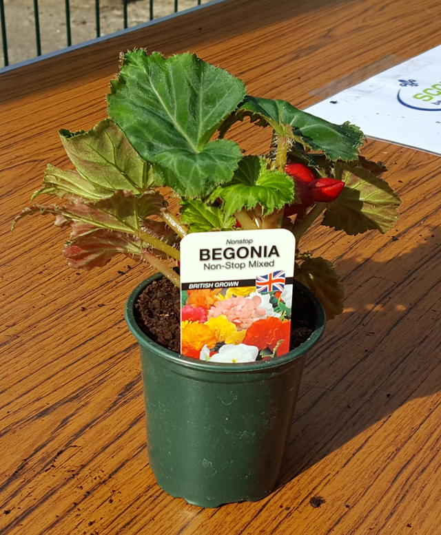 Begonia