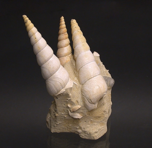 Turritelles dressées sur gangue de faluns