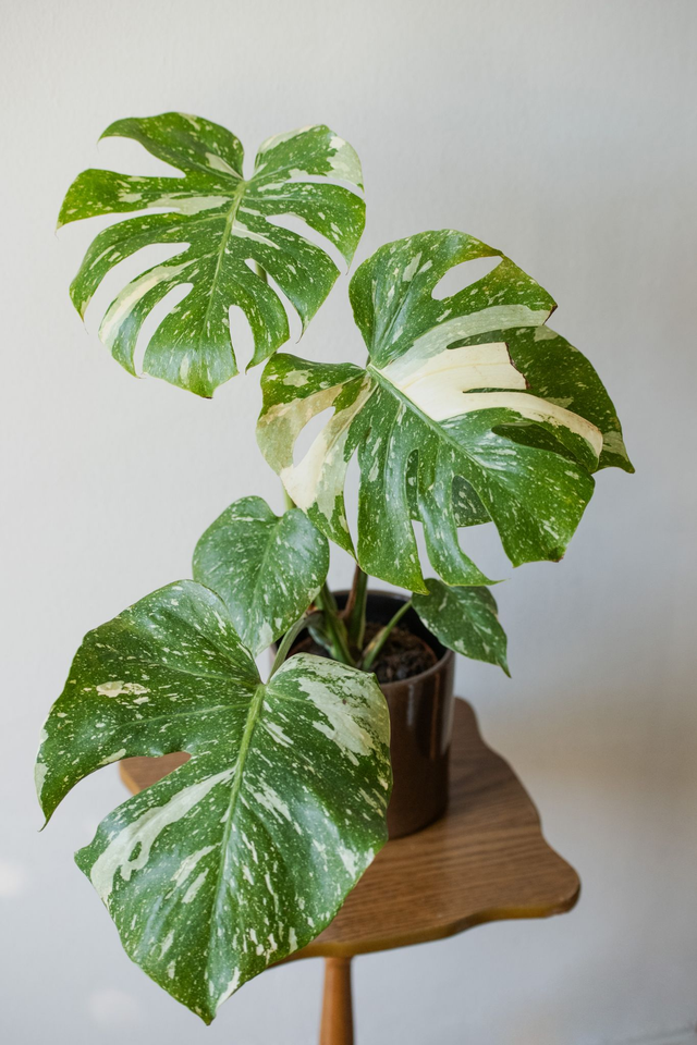 Monstera Deliciosa Thai Constellation 🌿