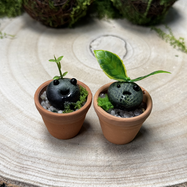 Seedlings x2
