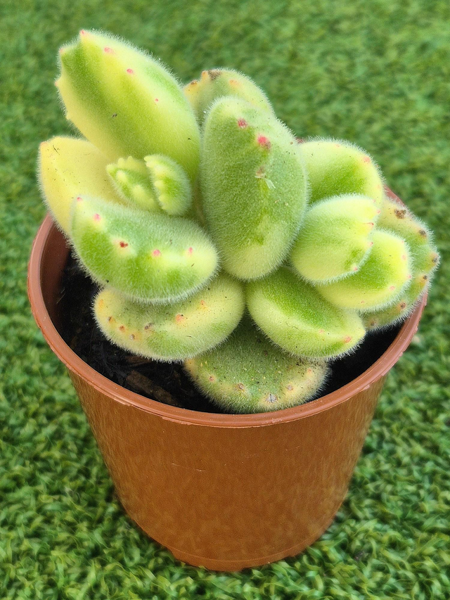 Cotyledon tomentosa &#039;Variegata&#039;