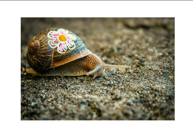 Escargot "Flower Power"