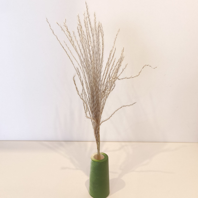 Mini Herbe à Pampa