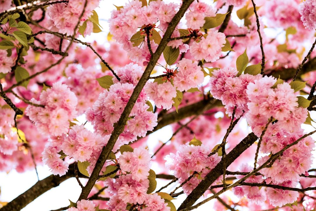 No.4 Spring blossom & rain bag of 6