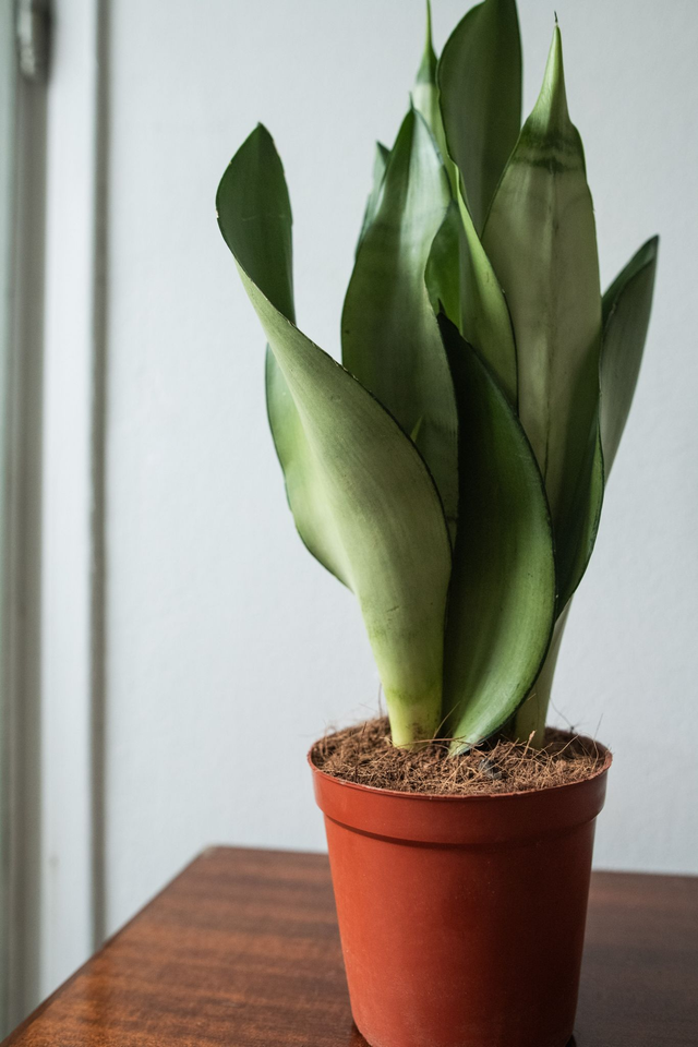 Sansevieria Trifasciata 'Moonshine' 🌿