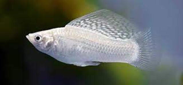 Sailfin molly (Poecilia velifera) (4.0 - 5.0)