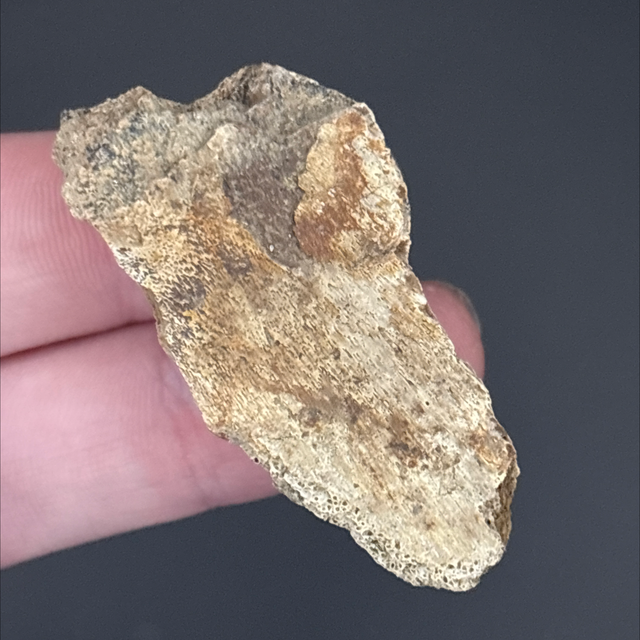 Triceratops Frill Fragment 