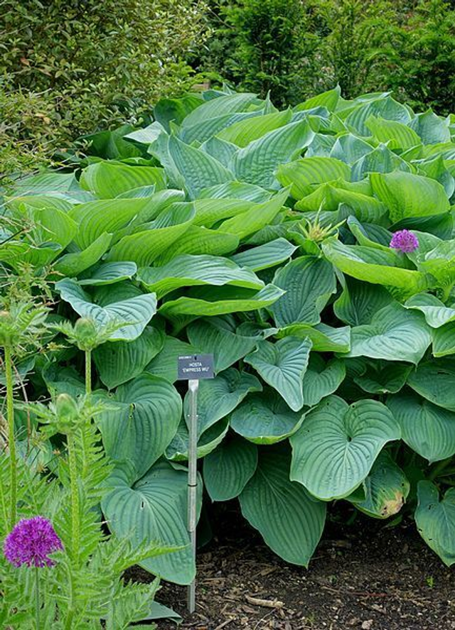 Hosta &#039;Empress Wu&#039; 2 litre