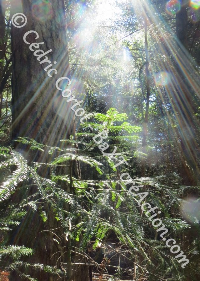 Carte postale - Paysages et divers (Ref IMG_1824)