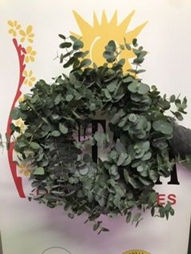 ARO CORONA EUCALIPTO