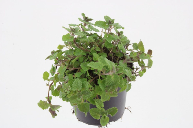 A24 . Nepeta faassenii