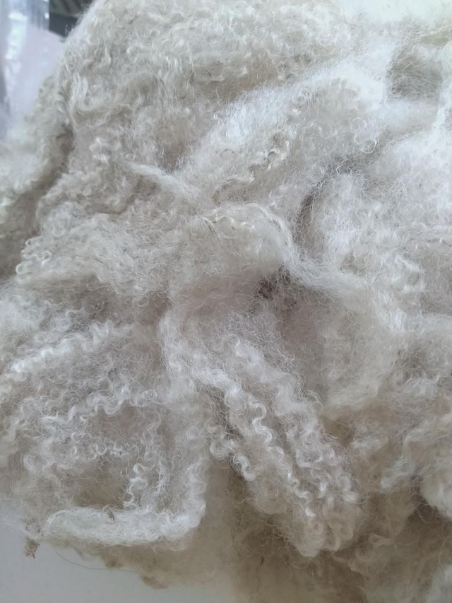 Toison005 morceau Blue Faced Leicester