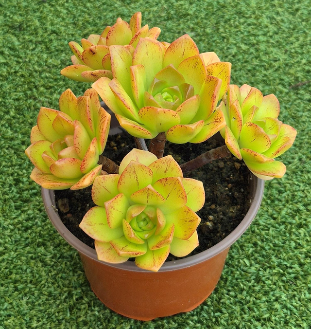 Aeonium &#039;Bronze Medal&#039; 