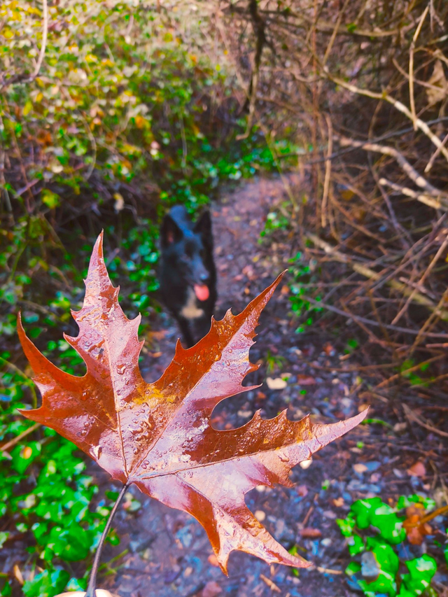 Garganta Arroyo Ventilla
