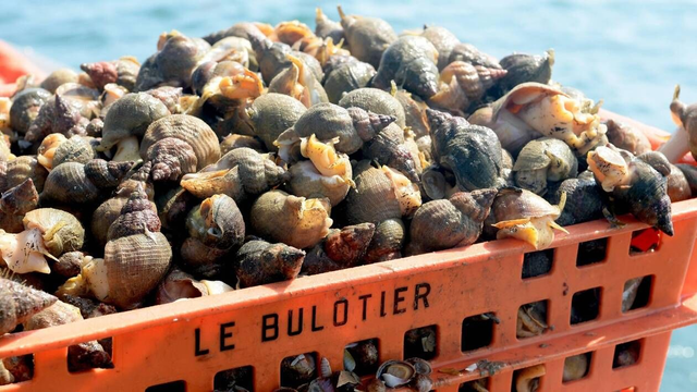Bulots - Lot de 1kg 