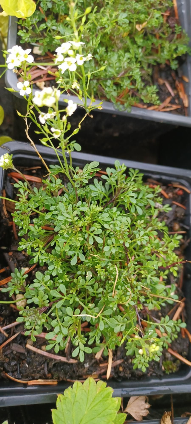 Pritzelago Crystal Carpet