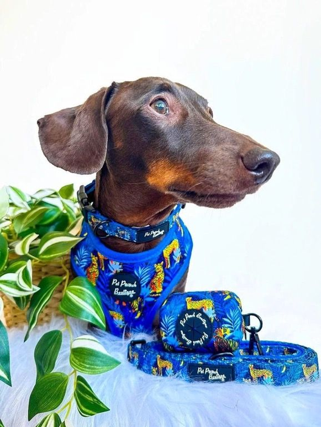 Pet Pooch Boutique Harness - Wild Spirit Blue Leopard