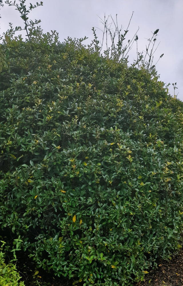 Pyracantha - 1lt pot