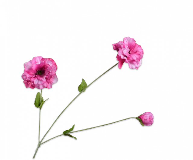 Silk-Ka Viool tak beauty