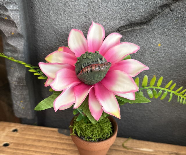 🌺 Specimen: The Wartcrown Bloom