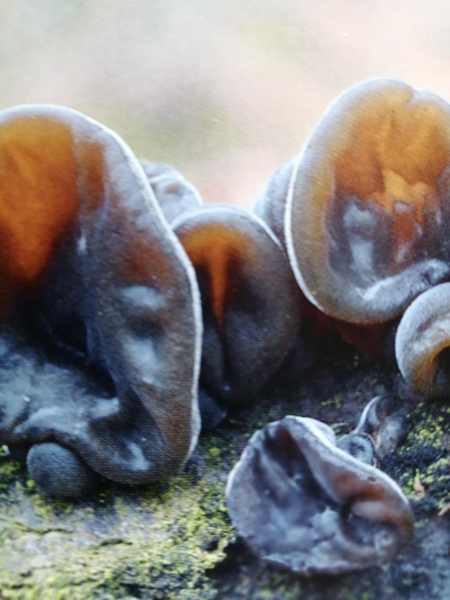 Auricularia L.   Nl. Judasoor 70 Caps./verpakking 