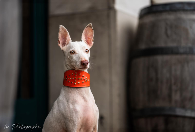 Collier Pop Strass Orange Levrier/Whippet/Podenco