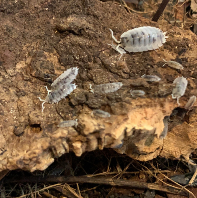 Moo cow (porcellio scaber)