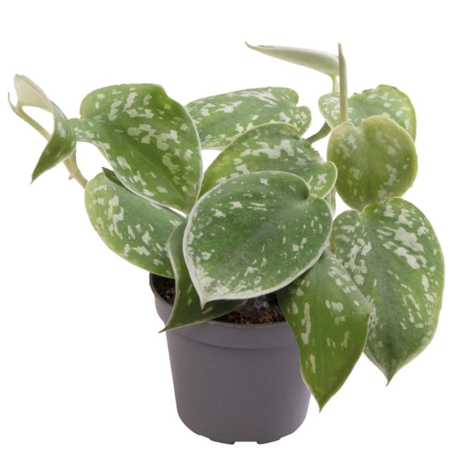 PT Philodendron Scandens Pictus 8715897361647