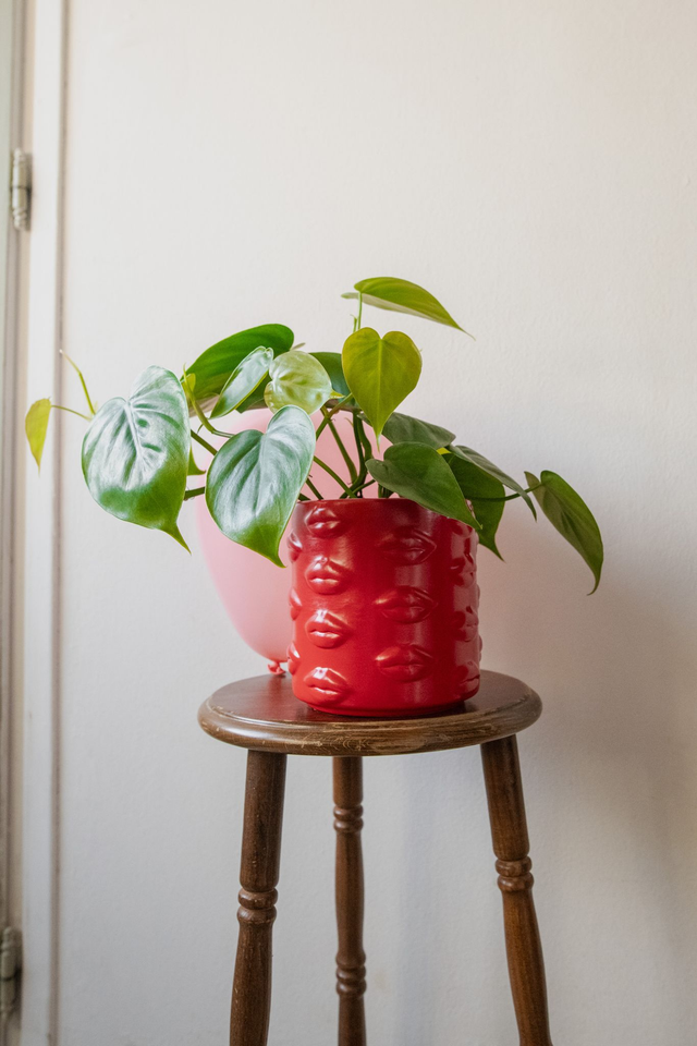 Babe planter 🧩 Mix & Match