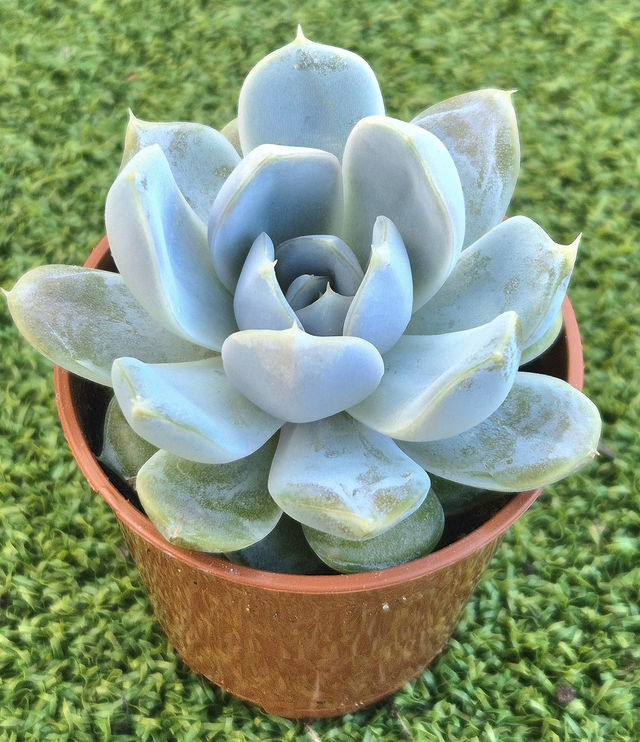 Echeveria &#039;Snow Bunny&#039;
