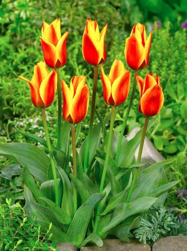 Tulipe Cape Cod – Bulbes à fleurs