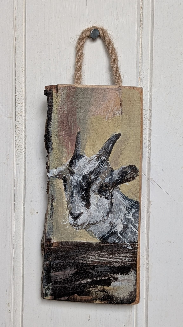 Pygmy Goat - Alf