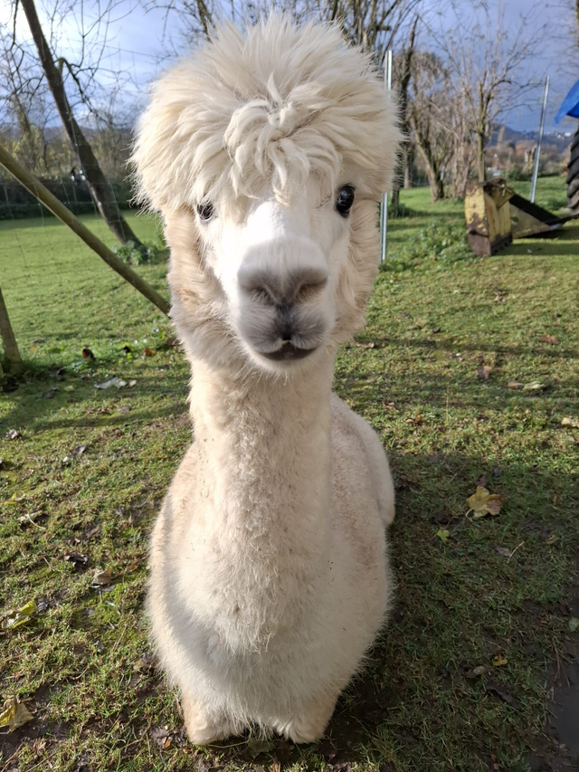 Entspannung mit Alpakas (12.10.25)