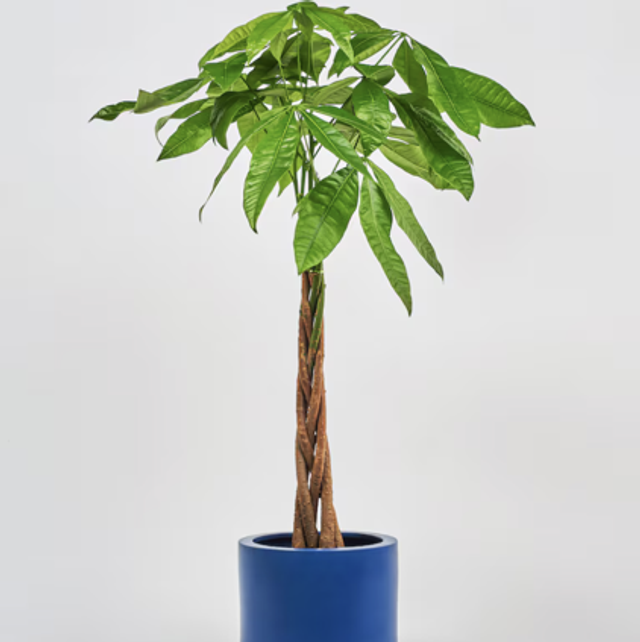 Pachira Aquatica Money Tree 90cm