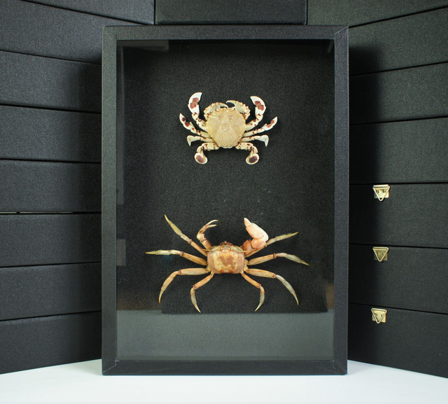 Duo de crabes exotiques