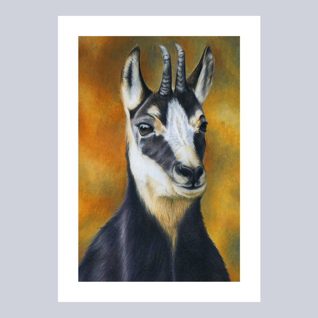 Reproductions - Chamois N°1