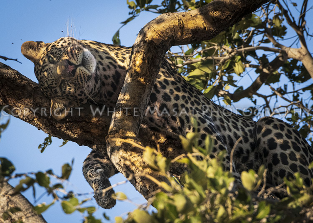 Beautiful but deadly, the female Leopard shows   her soft side as she relaxes up a tree.