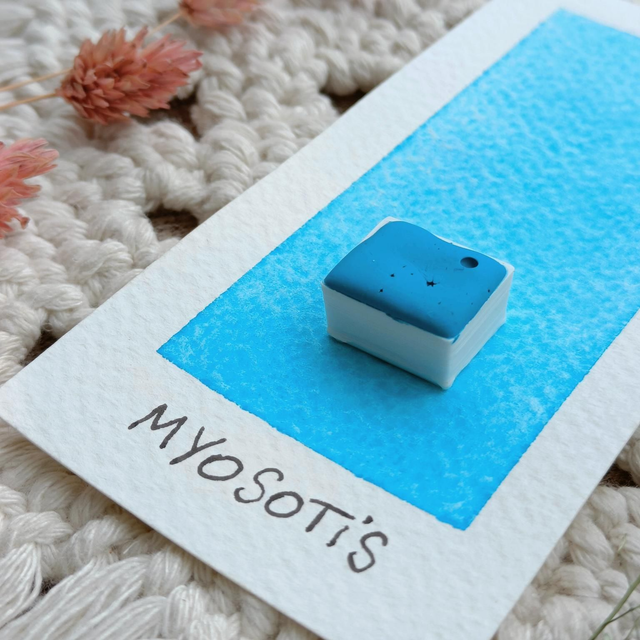 Myosotis