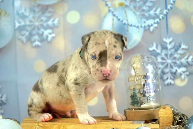 Phoenix Bully's Kennel Arès