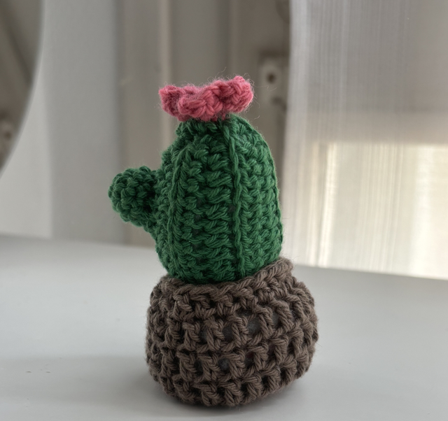 Mini pot cactus
