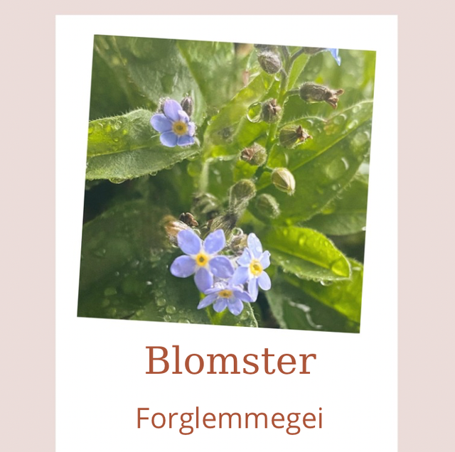 Design • forglemmegei