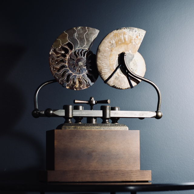Paire d’ammonites sur un socle mécanique