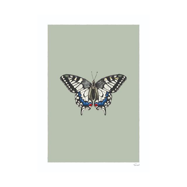 Old World Swallowtail Butterfly