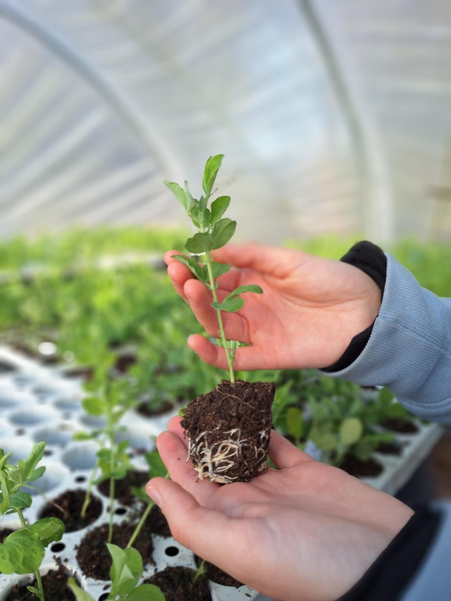 PLUG Sweet Pea 'Cathy'
