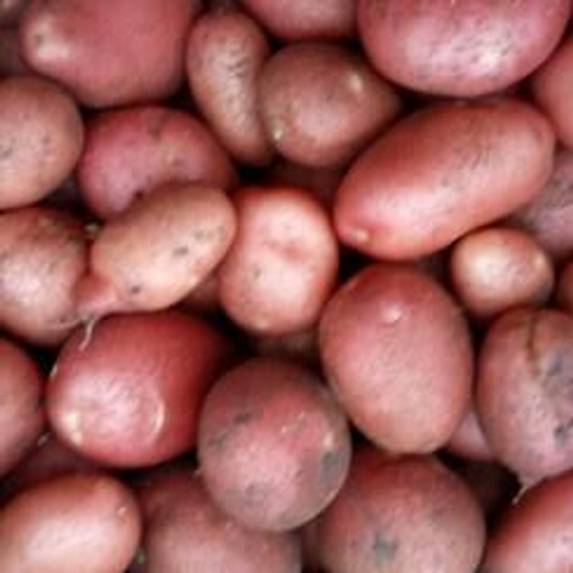 patata roja ecológica