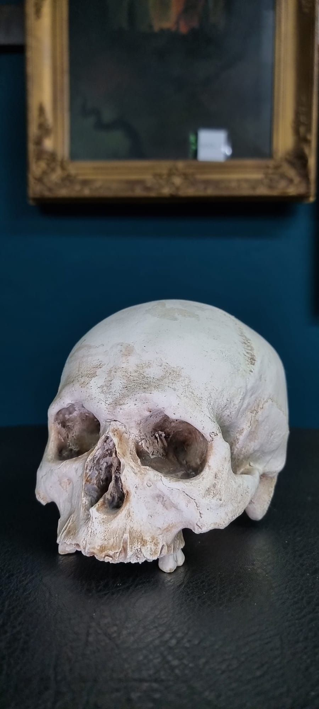 Schädelreplikat, lebensgross